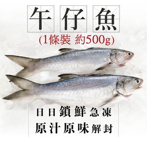 漁家 魚欄直送-台灣午仔魚(馬友魚)Jumbo 一條裝500g+ (急凍) 1條裝約500g
