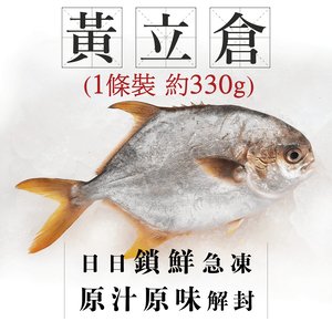 漁家 ［魚欄直送］黃立倉一條裝330g+ (急凍) 1條約330g
