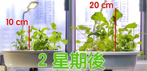 Unknown Potti 植物燈一支 香港電視hktvmall 網上購物