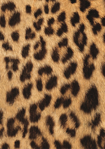 cosatto woosh hear us roar