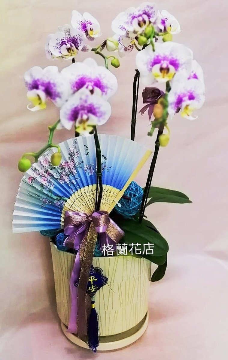 格蘭花店 五福臨門 蝴蝶蘭大花5棵 自家蘭花園種植蘭花蝴蝶蘭 Hktvmall 香港最大網購平台