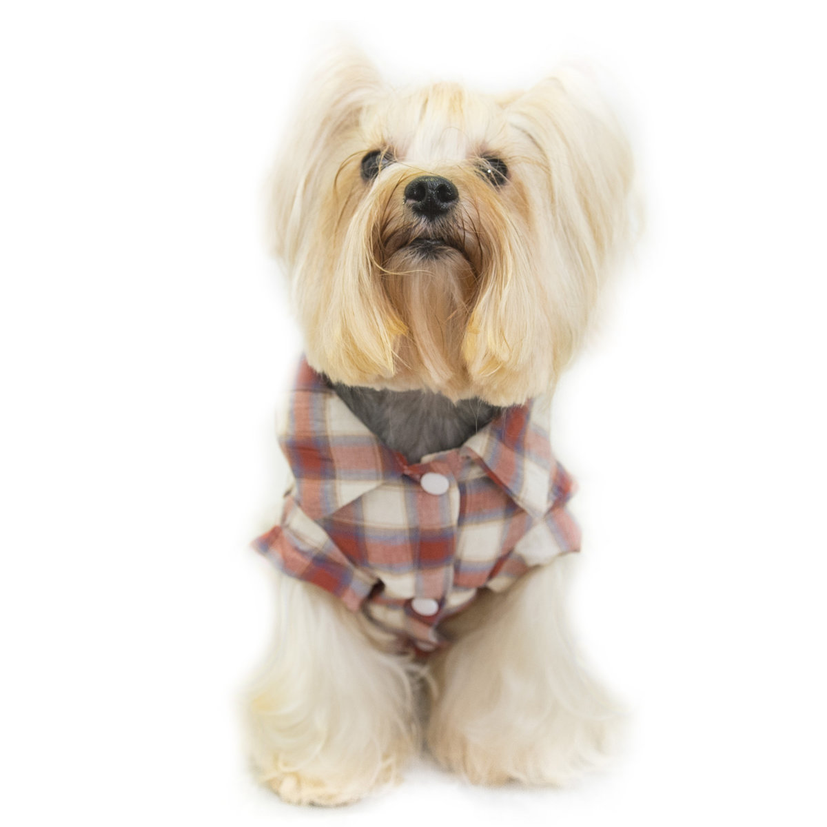 格仔夾棉衫 寵物冬天衫