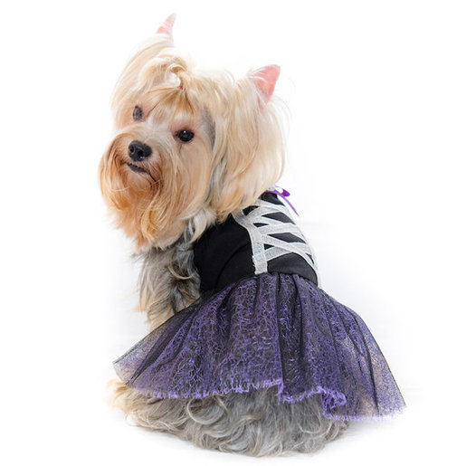 dog clothes online shopping