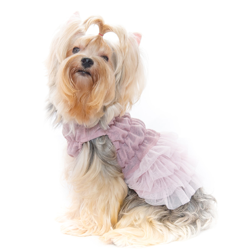dog clothes online shopping