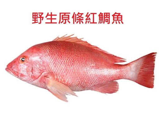 Siam 野生原條紅鯛魚 230g 魚 三文魚 銀雪魚 海鮮 蝦 Hktvmall 香港最大網購平台