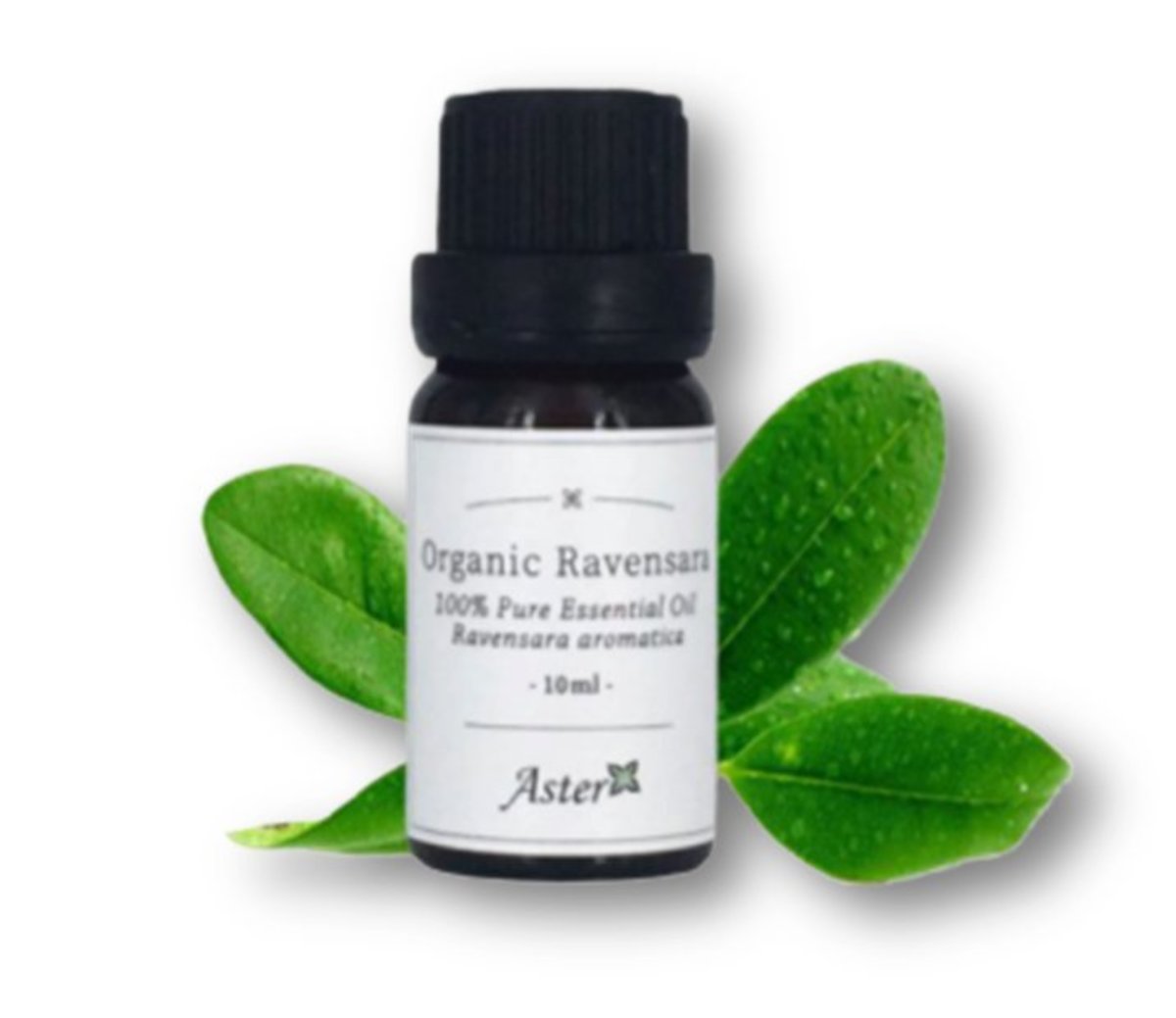 Organic Ravensara Essential Oil (Ravensara aromatica) - 10ml