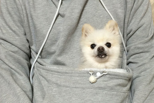 dog kangaroo pouch hoodie