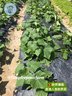 CUCUMBER 小青瓜 (350-400G)