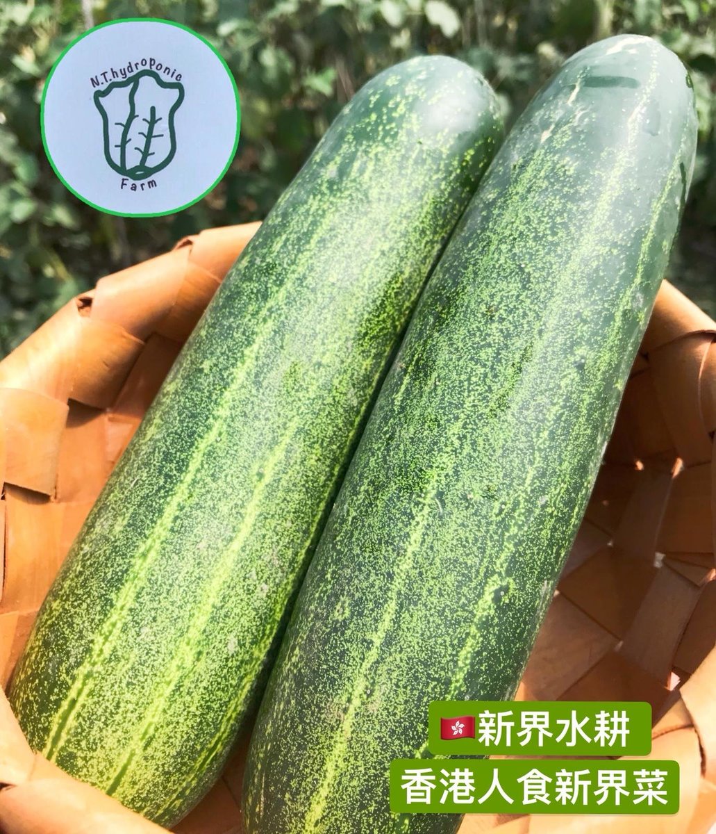 新界水耕種植 香港自家菜園 花青瓜2條 Hktvmall 香港最大網購平台