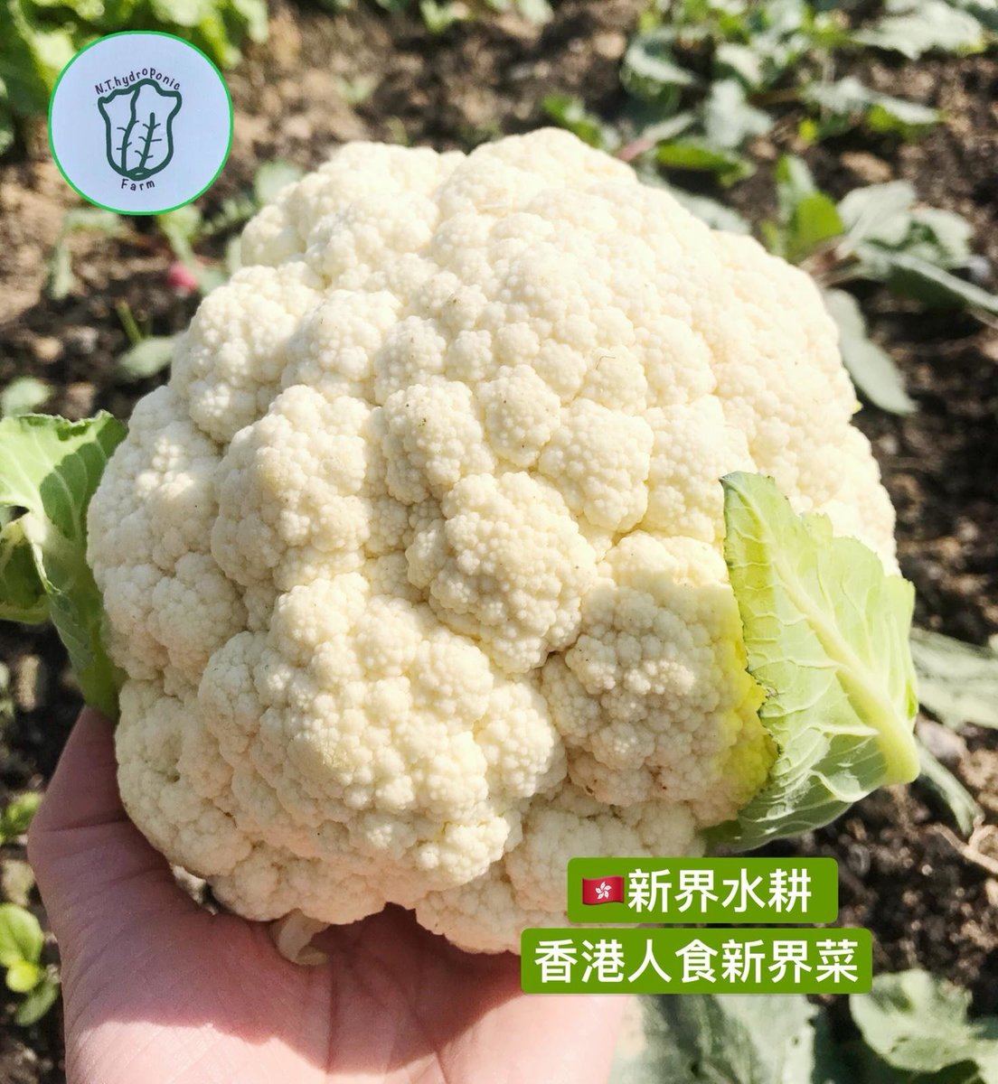 新界水耕種植 香港自家菜園 白椰菜花 1個 550 700g Hktvmall 香港最大網購平台