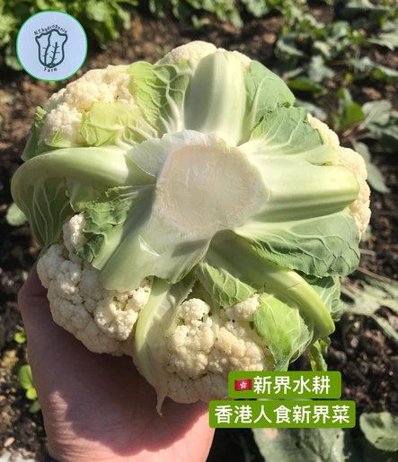 新界水耕種植 香港自家菜園 白椰菜花 1個 550 700g Hktvmall 香港最大網購平台