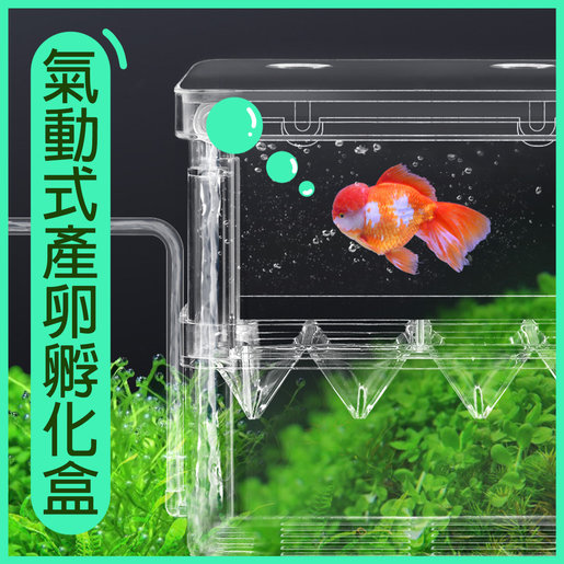 全城熱賣 大 魚苗繁殖箱隔離箱孵化箱幼魚產卵孵化箱13 5 14 8cm Hktvmall 香港最大網購平台