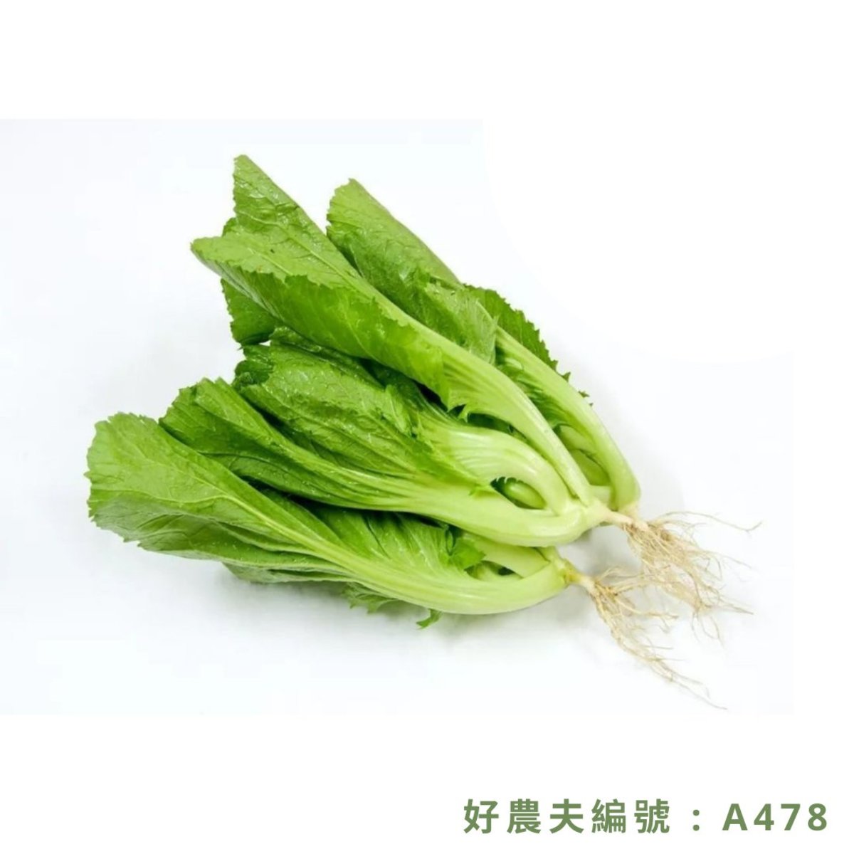 水東芥菜(1份/約700-800克)