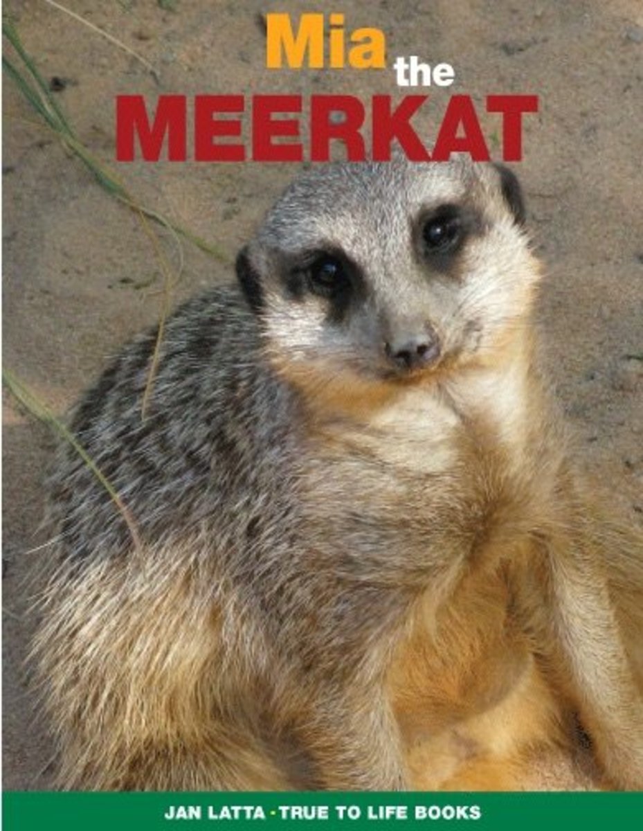 meerkat slippers