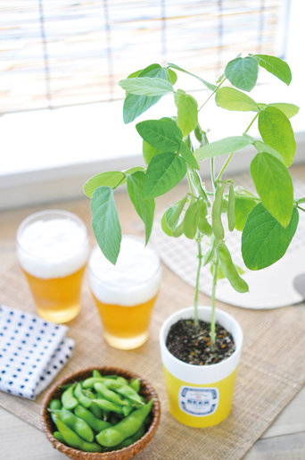 Seishin Edamame 盆栽 枝豆 Hktvmall 香港領先網購平台