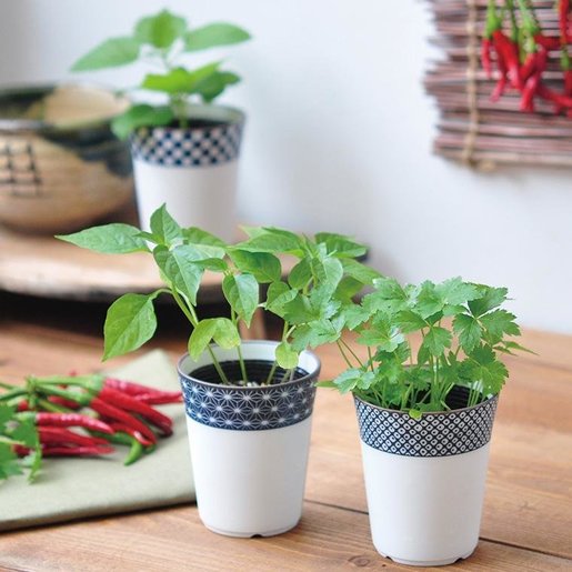 Seishin Yakumi 白色陶瓷配靛藍花紋栽培陶器和式茶杯配料小盆栽 唐辛子 Sei73 Tog Hktvmall 香港領先網購平台