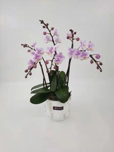 美蘭美蘭台灣精品蘭花 五福臨門 小梅花 Moredeal 比較香港過千間網店 超過一百五十萬件產品