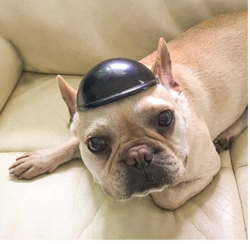 frenchie motorcycle helmet