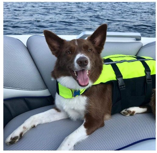 inflatable dog life jacket